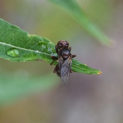 Sicus ogumae
