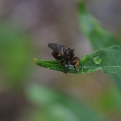 Sicus ogumae