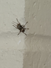 Leptostylus asperatus