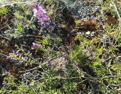 Astragalus versicolor
