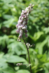 Aconitum moldavicum