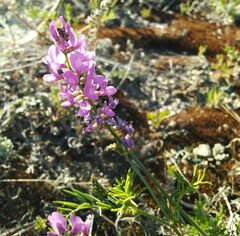 Astragalus versicolor