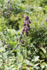 Aconitum moldavicum