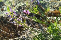 Astragalus versicolor