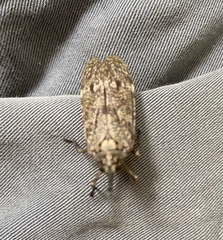 Enchophora