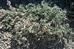 Astragalus austiniae