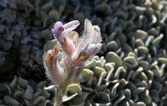 Astragalus austiniae
