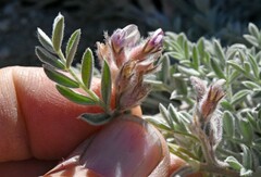 Astragalus austiniae