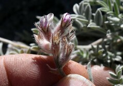 Astragalus austiniae