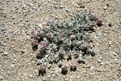 Astragalus austiniae