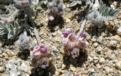 Astragalus austiniae