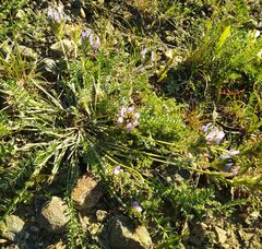 Oxytropis muricata