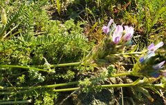 Oxytropis muricata