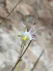 Aquilegia micrantha