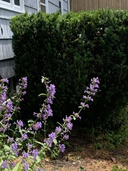 Nepeta racemosa racemosa