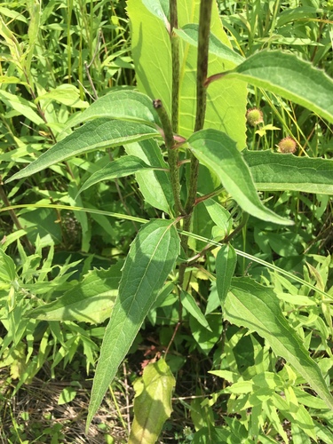 Echinacea purpurea
