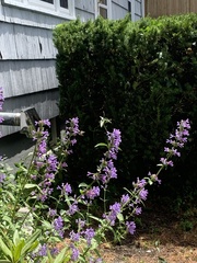 Nepeta racemosa racemosa