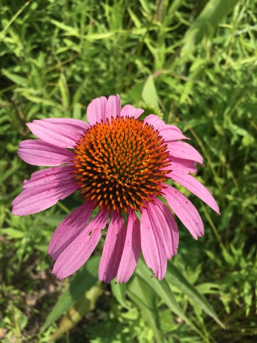 Echinacea purpurea