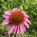 Equinacea púrpura (Echinacea purpurea): origen y usos — foto 2