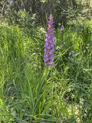 Gymnadenia densiflora