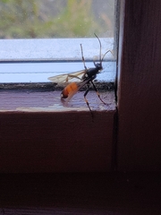 Ichneumon sarcitorius