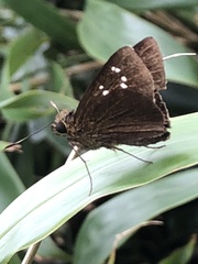 Caltoris cahira austeni