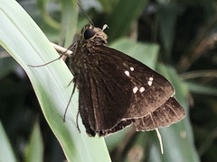 Caltoris cahira austeni