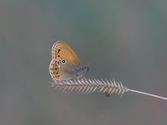 Coenonympha amaryllis