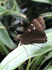 Caltoris cahira austeni