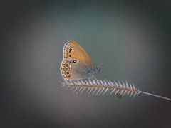 Coenonympha amaryllis