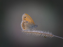 Coenonympha amaryllis
