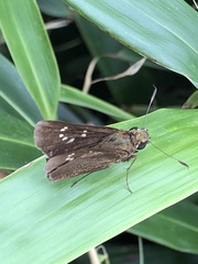 Caltoris cahira austeni