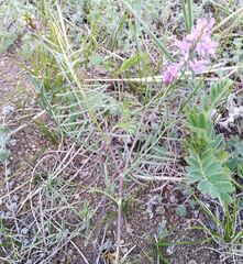Astragalus versicolor