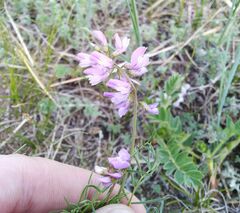 Astragalus versicolor