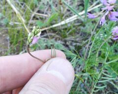 Astragalus versicolor