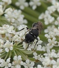 Hylaeus dilatatus