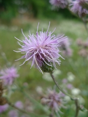 Cirsium arvense