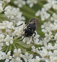 Hylaeus dilatatus
