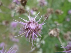 Cirsium arvense