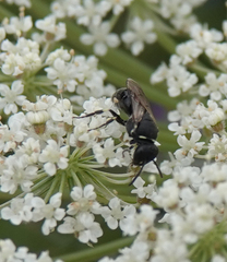Hylaeus dilatatus