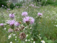 Cirsium arvense