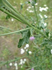 Cirsium arvense
