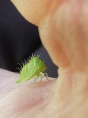 Stictocephala bisonia