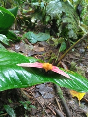 Pseudodirphia menander