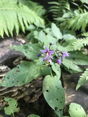 Solanum dulcamara