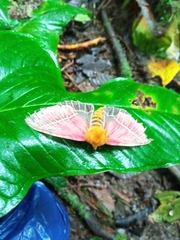 Pseudodirphia menander