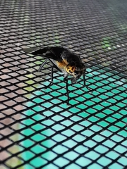 Chrysops cincticornis