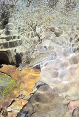 Opisthotropis lateralis