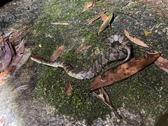 Trimerodytes aequifasciatus