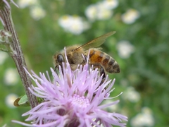 Apis mellifera